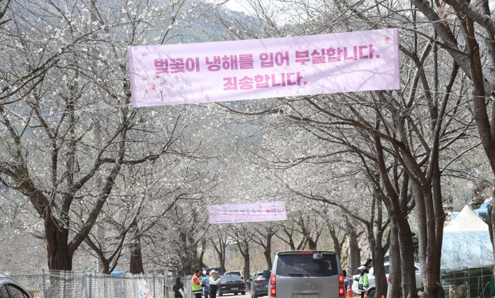 '제1회 북산면 벚꽃축제' 개막식이 열린 10일 강원 춘천시 북산면 부귀리 일대에서 시민들이 벚꽃을 감상하고 있다. 예년보다 일찍 핀 벚꽃에 춘천시가 축제와 개막식 일정을 앞당겨 진행했으나 냉해로 인해 꽃잎이 빨리 떨어지자 이에 사과하는 현수막이 달려 있다. 연합뉴스