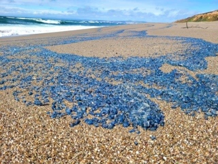 포인트 라이스 국립해변관리소(Point Reyes National Seashore) 페이스북 캡처