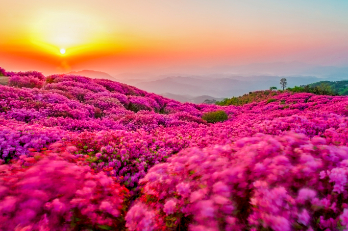 황매산 철쭉. 합천군청 제공