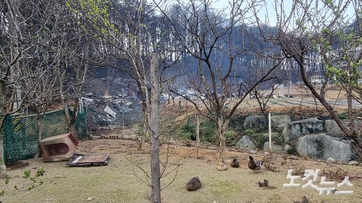 11일 오전 8시 30분쯤 강릉시 난곡동의 한 야산에서 난 불이 인근 주택가로 번졌다. 민소운 기자