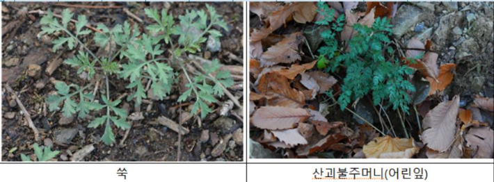 식약처·산림청 제공