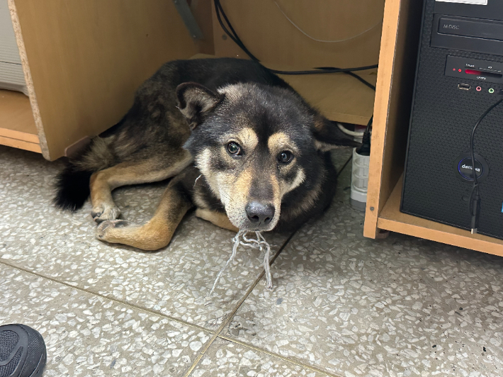 지난 11일 경찰에 구조된 강아지. 강릉경찰서 제공