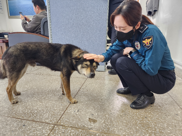 지난 11일 경찰에 구조된 강아지가 안정을 찾은 모습. 강릉경찰서 제공