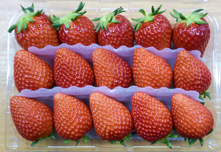 경남 개발 금실 딸기. 경남도청 제공