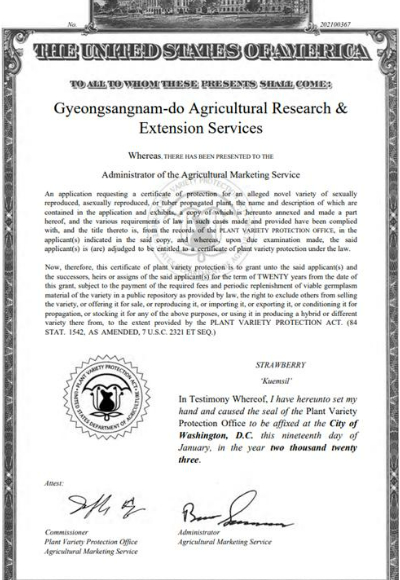 금실 딸기 미국 농림부 품종보호권 획득. 경남도청 제공