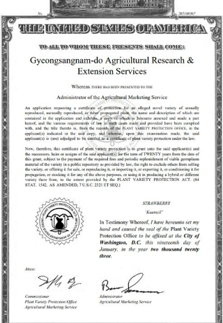 금실 딸기 미국 농림부 품종보호권 획득. 경남도청 제공