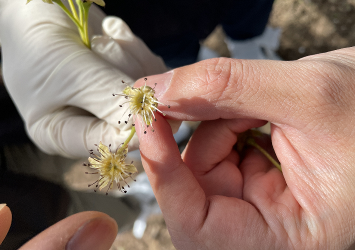 배 저온피해. 전라남도 제공 