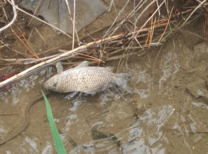 부산 병산저수지에서 발견된 붕어 사체. 부산 기장군 새올 전자민원창구 캡처