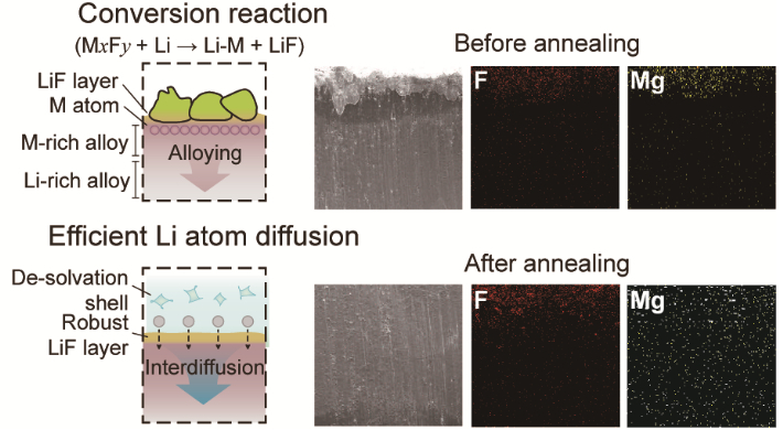 금속 플루오라이드 화합물 (MxFy)을 활용한 리튬 플루오라이드 피막층과 내부 리튬 합금 형성 메커니즘. UNIST 제공