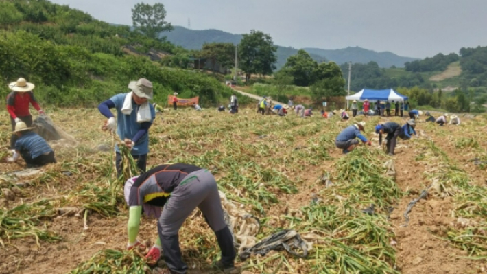 마늘 수확 일손 돕기. 경남도청 제공