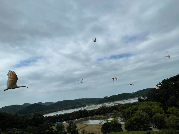 일곱번째 따오기 야생방사. 경남도청 제공