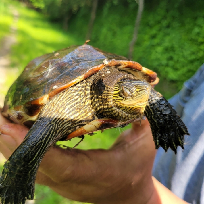 중국줄무늬목거북.  청주시 제공