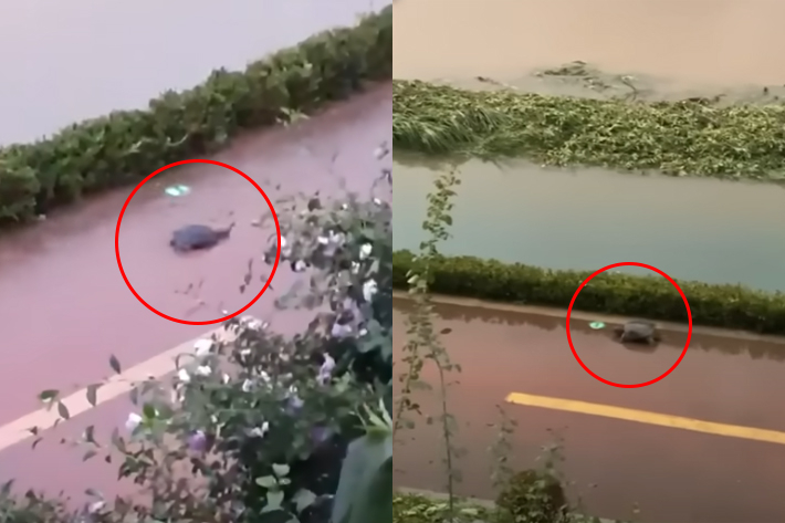 늑대거북이 서울 불광천과 제주에서도 출몰했다는 제보 영상. '정브르' 유튜브 영상 캡처