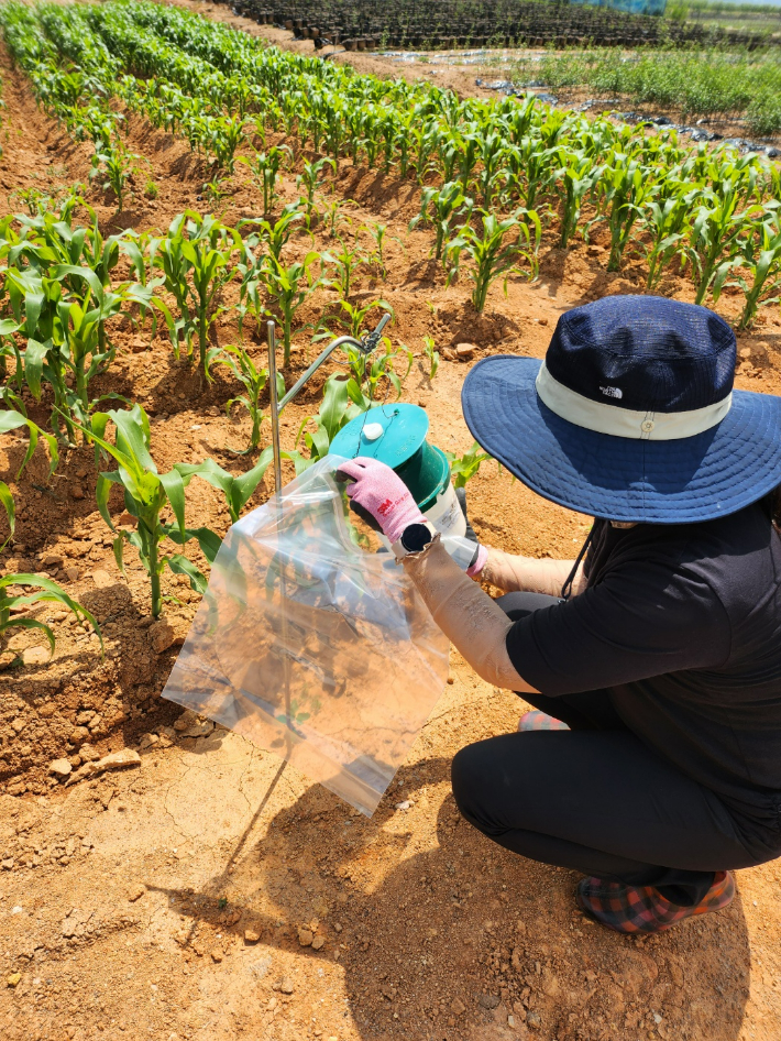 열대 거세미 나방 방제 현장. 고흥군 제공 