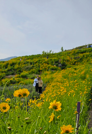 거제 지세포진성 금계국. 거제시청 제공