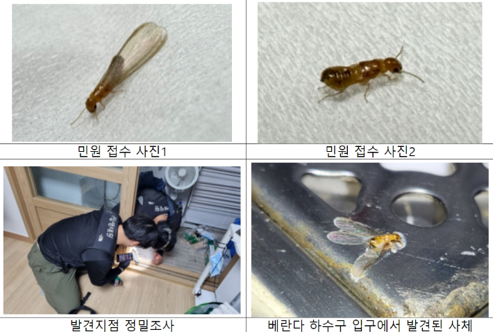 외래 흰개미류 민원접수 자료. 환경부 제공