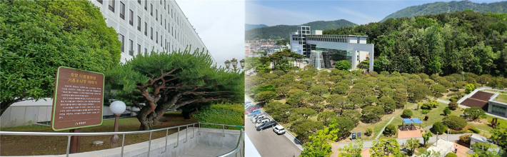 이병철 회장 기증 소나무·송림포. 경남도청 제공