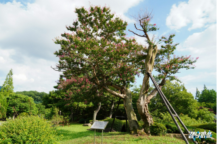약 400년된 배롱나무. 경상남도블로그 갈무리 