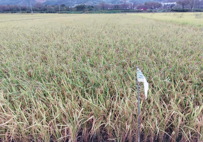 곡성지역의 가루쌀 재배단지. 전라남도 제공 