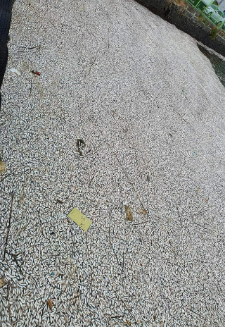 지난해 정어리 집단폐사. 창원시청 제공