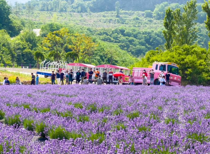 동해 무릉별유천지에 조성한 라벤더 정원. 동해시 제공
