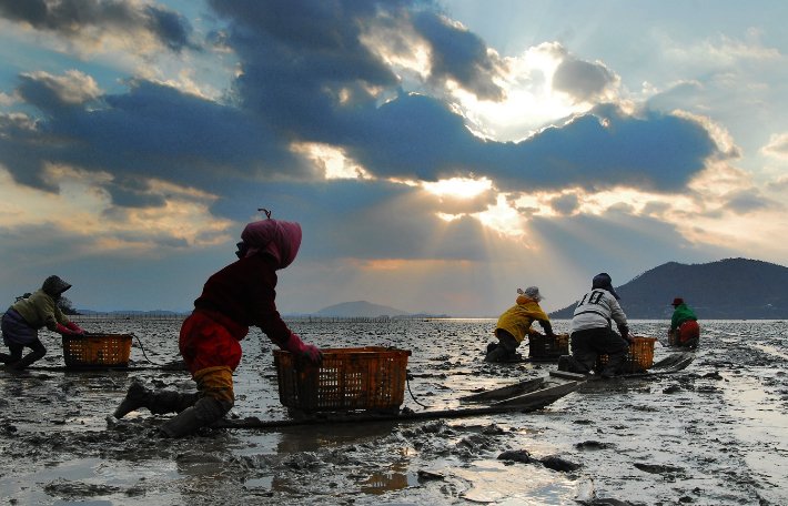 거차해역 어민들이 뻘배를 타고 가리맛조개를 채취하는 모습. 순천시 제공 