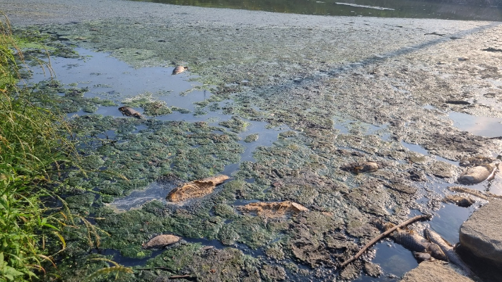 9일 여수 쌍봉천의 오폐수 유입으로  물고기가 폐사해 있다. 여수환경운동연합 제공