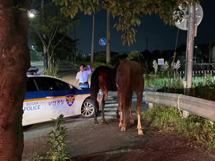 15일 오후 9시 30분쯤 부산 강서구에서 승마장을 탈출한 말 2마리가 도로에서 발견돼 포획됐다. 부산소방재난본부 제공