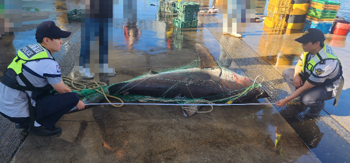 23일 오전 속초 앞바다에서 혼획된 악상어의 길이를 측정하고 있는 해경. 속초해양경찰서 제공