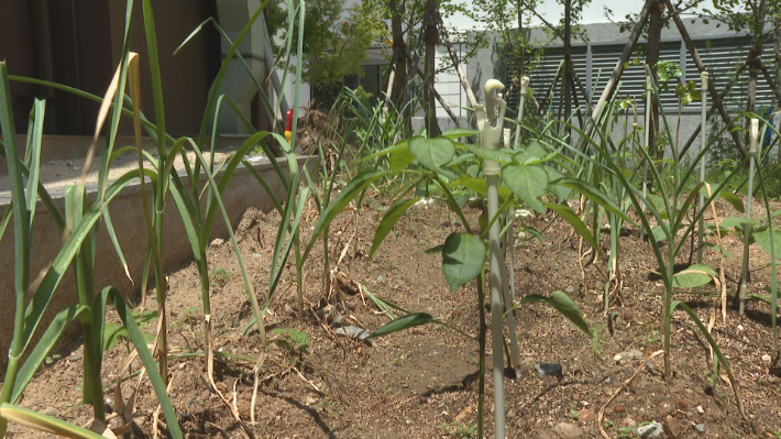 교회 자투리 공간을 텃밭으로 만들어 마늘과 고추 등을 재배하고 있다. 