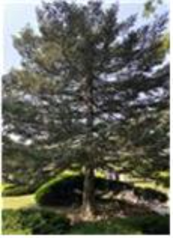 노태우 대통령 기념식수 구상나무. 문체부 제공