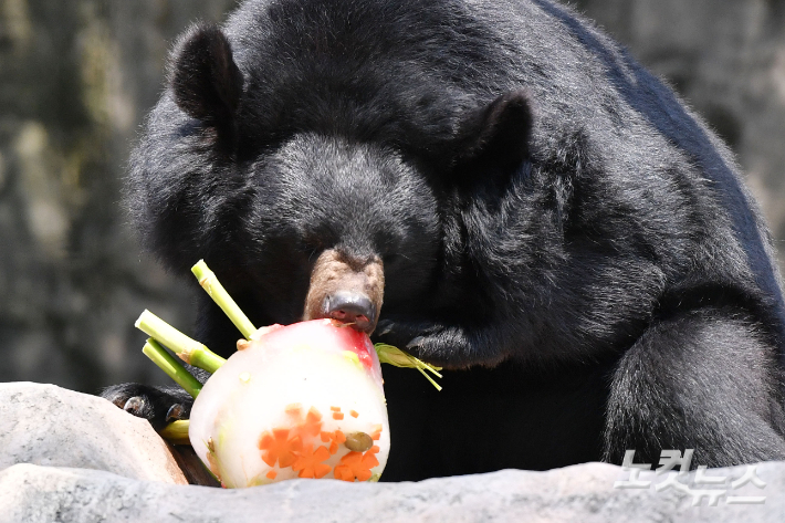 폭염 속 서울대공원에서 반달곰이 여름 특식을 먹고 있다. 류영주 기자