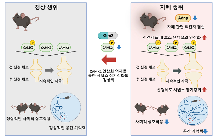 자폐 관련 유전자인 ADNP 결손 생쥐의 해마에서 칼슘 의존성 효소인 CAMK2의 인산화가 증가하면서 시냅스 장기 강화가 증가했다. 이는 생쥐의 공간 기억력과 사회적 상호작용의 감소를 유발했다. 연구진은 CAMK2의 인산화를 억제할 수 있는 약물(KN-62) 이용하여 시냅스 장기 강화와 신경전달을 정상수준으로 회복시켰다. IBS제공