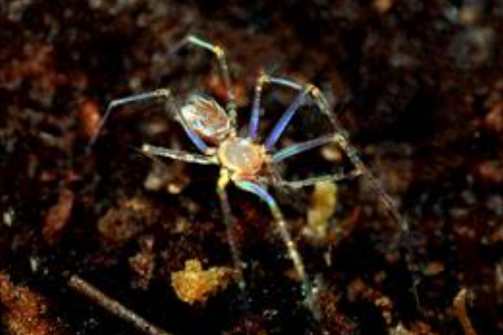 한국구슬거미 암컷. 연합뉴스 