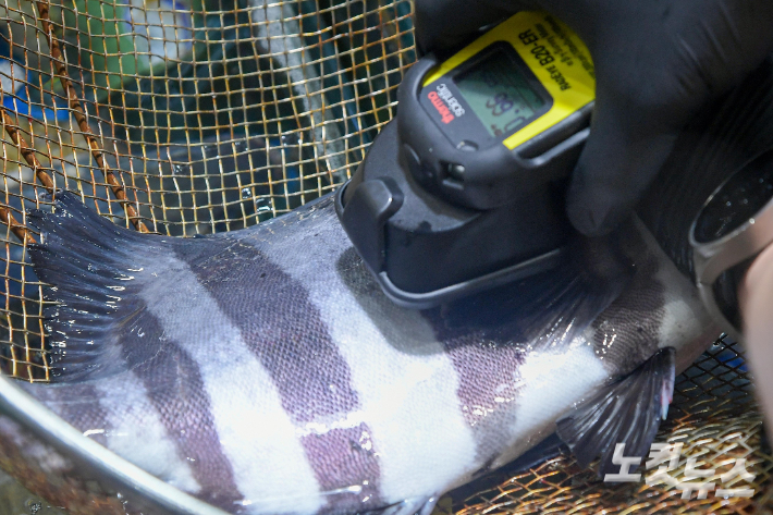 6일 서울 동작구 노량진수산시장에서 직원이 일본산 수산물에 대한 방사능 검사를 하고 있다. 박종민 기자