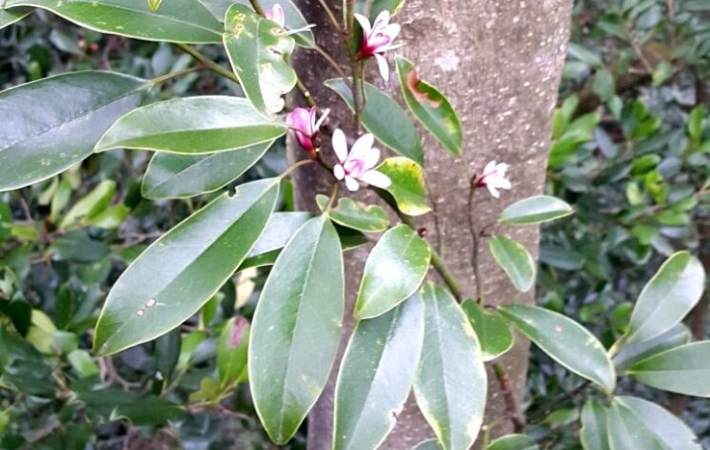 개화한 초령목. 제주도 제공