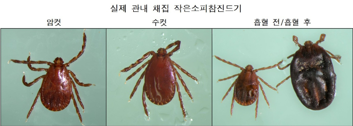 운주산 일대 진드기 분포도조사에서 채집된 작은소피참진드기. 세종시 제공