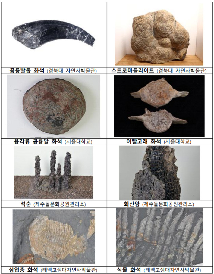공룡발톱‧삼엽충 화석 등 지질유산 831점 국가귀속 - 노컷뉴스