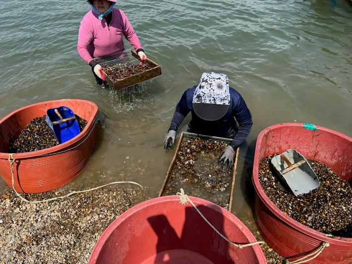세계중요농업유산 등재된 '섬진강 재첩잡이 손틀어업'. 전라남도 제공
