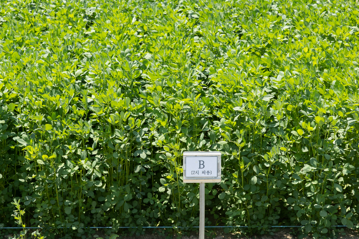 재배에 성공한 풀사료 '알팔파'. 농진청 제공