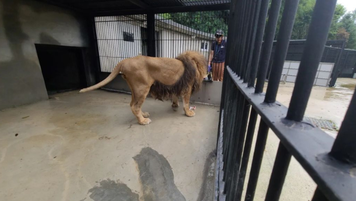 사자 '바람이'가 사육사에게 먹이를 받아먹는 모습. 청주동물원 공식 인스타그램 캡처