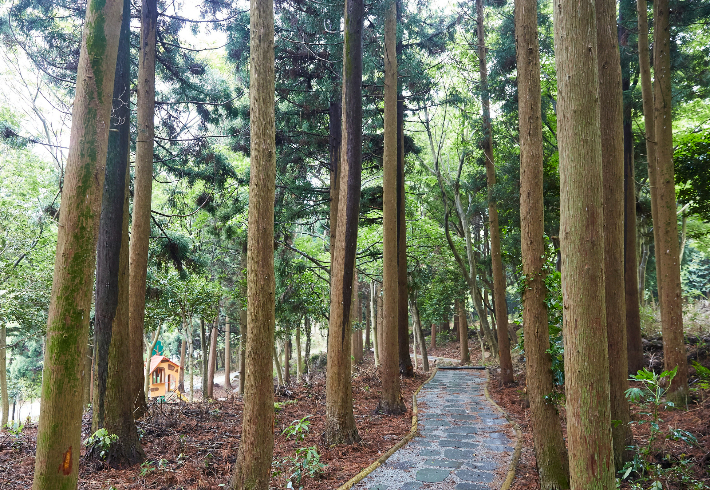 전남 완도자연휴양림 산책로. 전라남도 제공