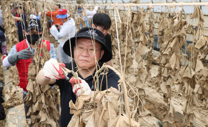 국민의힘 윤재옥 원내대표가 24일 충북 청주 흥덕구 오송읍 수해 농가 비닐하우스에서 복구작업을 돕고 있다. 연합뉴스