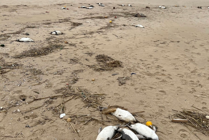 지난 20일(현지시간) 우루과이 말도나도주 라후아니타 지역 해안가에 펭귄 사체가 놓여 있다. 연합뉴스