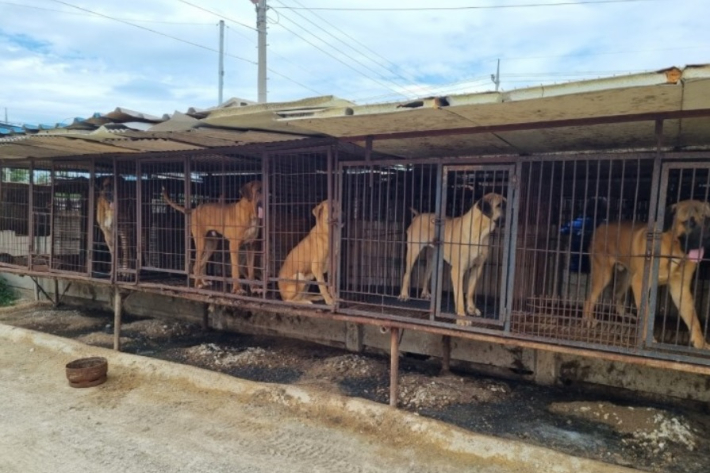 지난해 7월 전북 김제시의 한 도축장에서 구조된 강아지들. 동물보호단체 어독스 제공