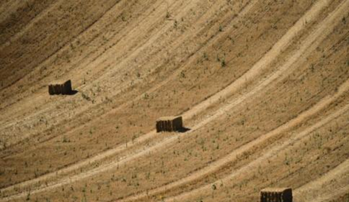 가뭄 시달리는 스페인 해바라기 농장. 연합뉴스