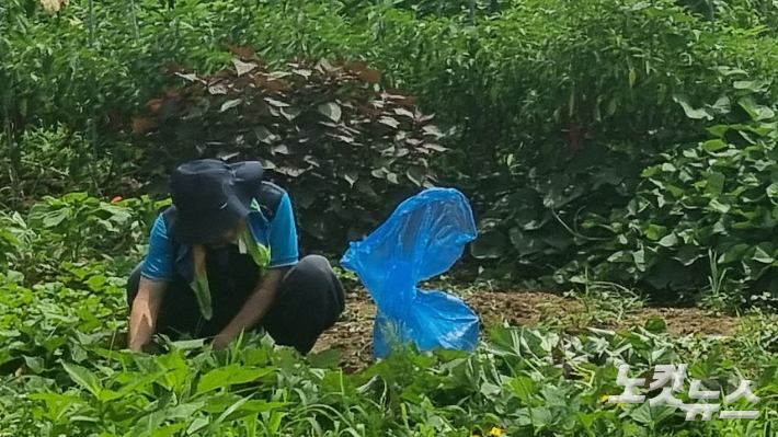 경기도 양평군 양서면 부용리에서 농사꾼이 밭일을 하는 모습이다. 양형욱 기자  