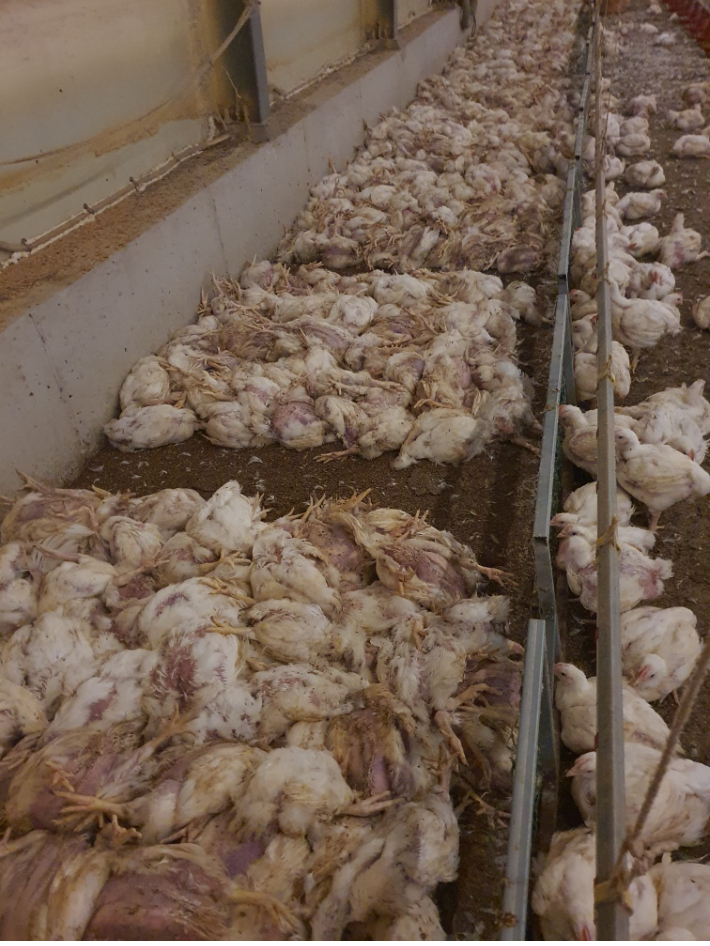 계속된 폭염으로 전남 무안 한 양계장에서 최근 무더위를 이기지 못한 닭들이 집단 폐사했다. 양계 농장주 제공