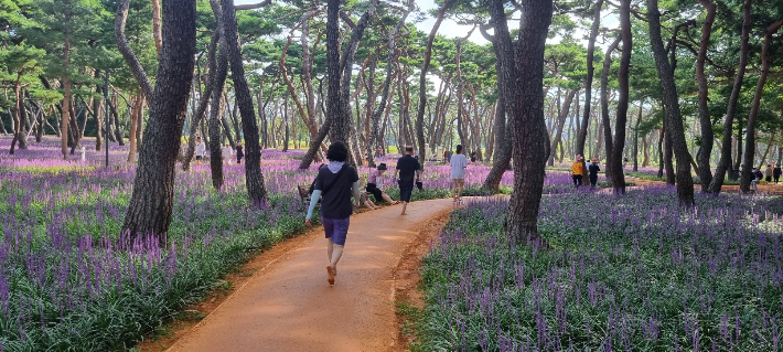 경주시가 황성공원 내에 조성한 황토길을 시민들이 걷고 있다. 경주시 제공