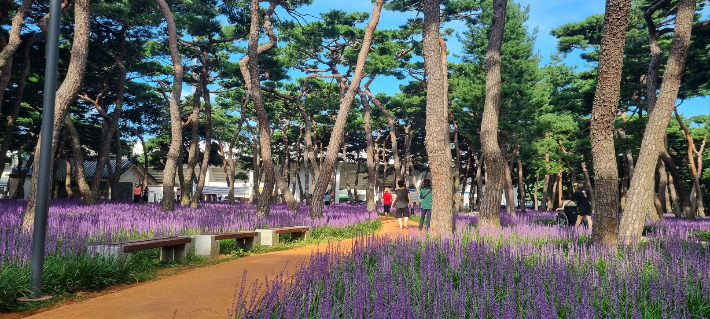 황성공원 황토길 모습. 경주시 제공